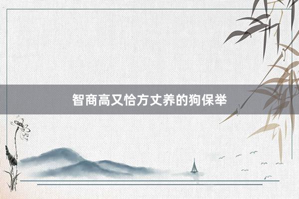 智商高又恰方丈养的狗保举