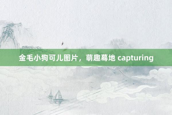 金毛小狗可儿图片，萌趣蓦地 capturing